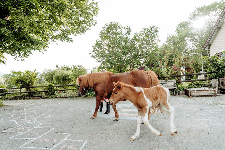 wp-01 stillebotschaften_Home_Tieren Stimme geben_05